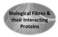 fibres2.jpg