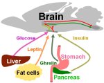 [Figure of Brain: Hormones affecting carbohydrate and fat metabolism]