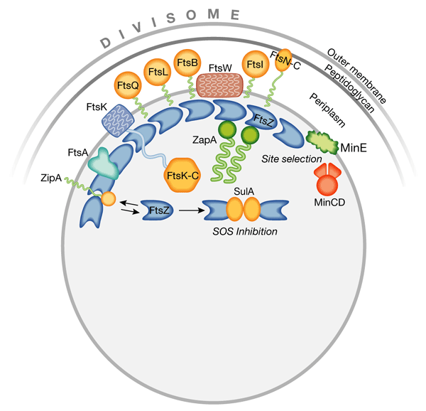 embor885-f2.gif