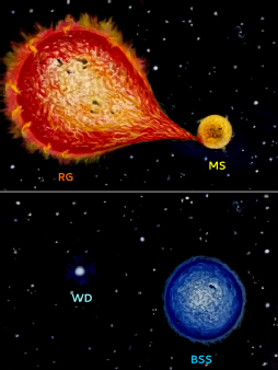 Acrylic painting depicting mass transfer from a red giant companion to the main sequence star in binary (top), and white dwarf companion to a blue straggler star (bottom)