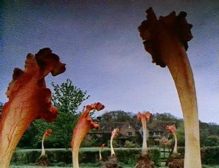 An image from the 1981 BBC adaptation of The Day of the Triffids showing the pitcher-plant like plant people.