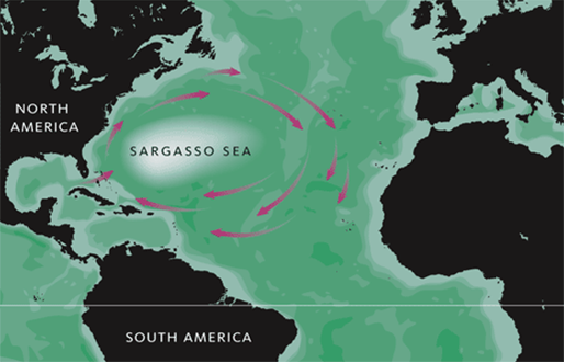 Location of the Sargasso Sea in the North Atlantic. Source: Wikipedia