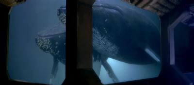 Humpback whales George and Gracie in Star Trek IV - the voyage home