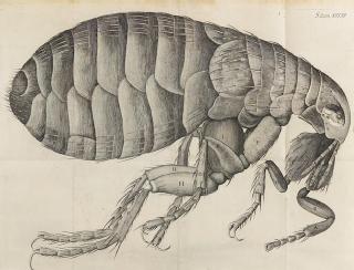 A microscopic illustration of a flea from Hooke's Micrographia