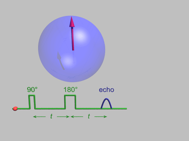 Spin echo decay animation by Gavin Morley