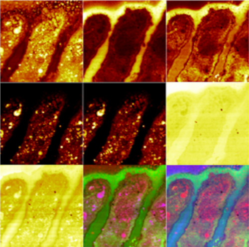 SIMS species mapping for a partial fingerprint