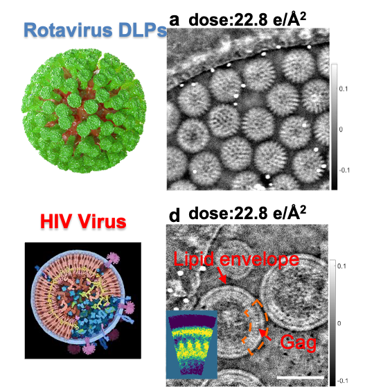 Cryo-Ptycho Rotavirus