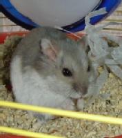 Archie the Hamster