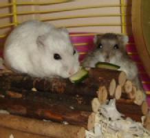 Hank and Peggy eat courgette