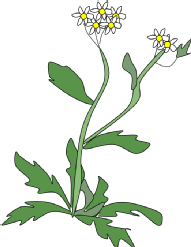 arabidopsis.png
