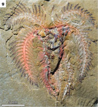 Marine Fossil