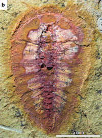 Marine Fossil