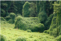 Kudzu