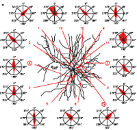 Neuro Orientation Map