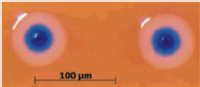 Synthesised DNA Bacteria