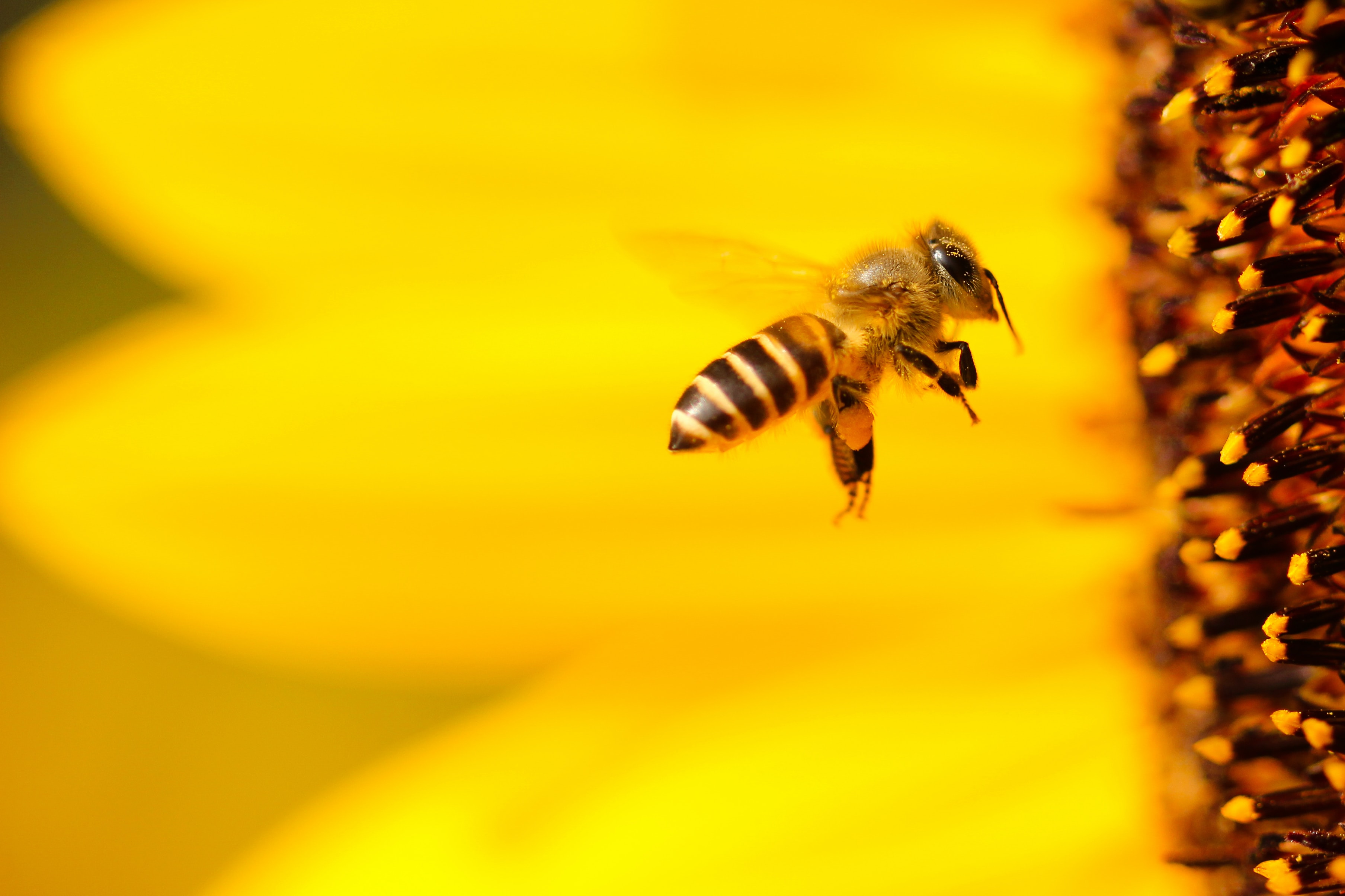 Bee in front of a yellow flower.