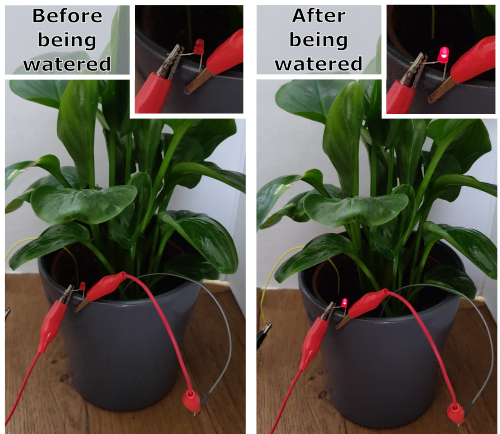 Two wires are pushed into the soil of a plant. Before the plant is watered the light is off but after the plant is watered the light comes on.