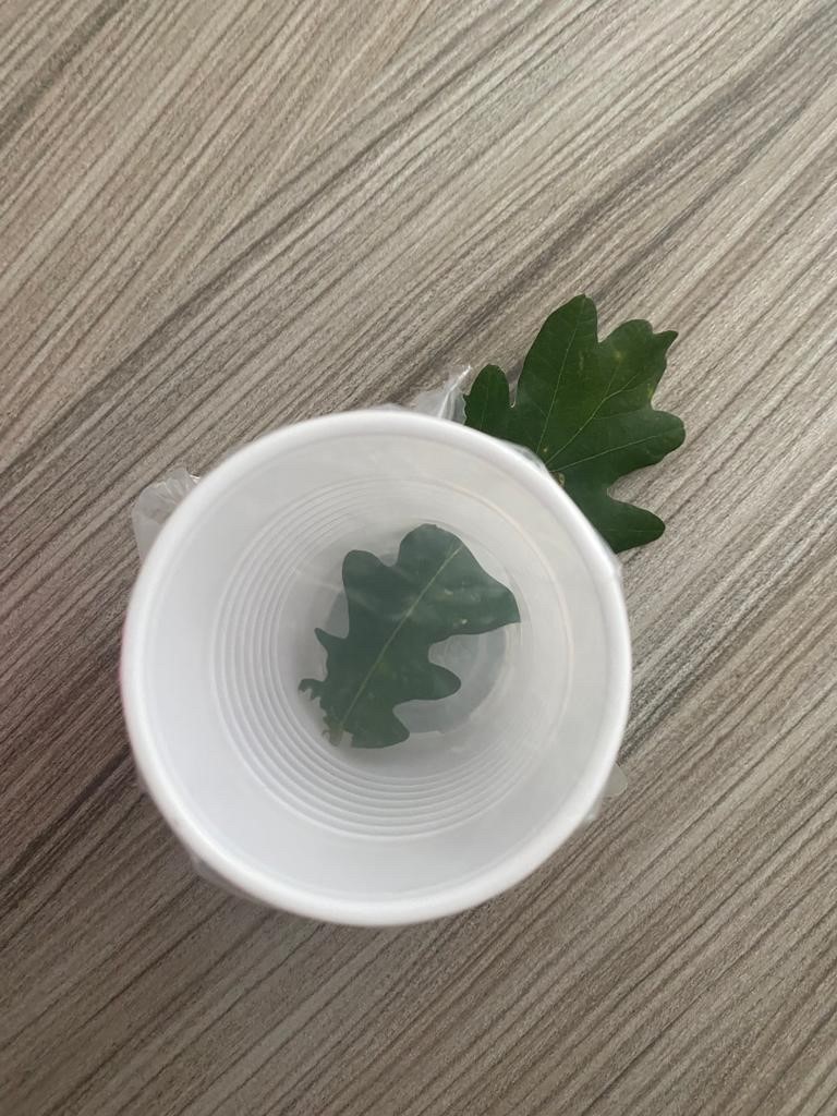 Green leaf is placed inside the cup