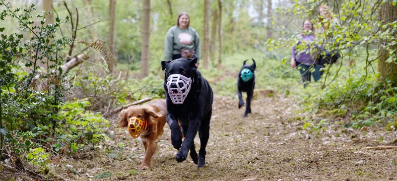 dogs running outside