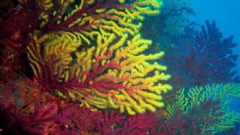 Ocean coral. 