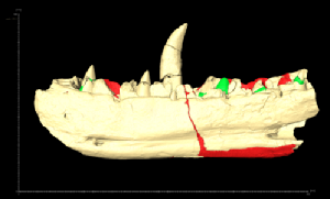 Scan of the Megalosaurus jawbone. Credit University of Warwick