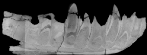 Scan of jawbone. Credit University of Warwick