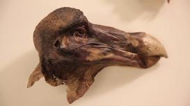 Dodo specimen remains