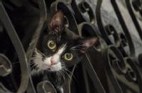 Cat looking through railings