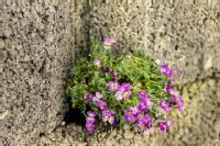 Flowers growing in a wall