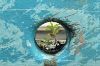 Plant growing through hole in blue boat