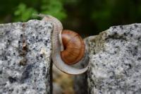 Snail on a wall