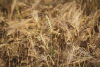 Wheat ear standing upright