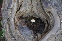 Fungi growing in a tree hollow illustrating resilience.