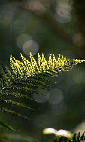 Close up of a fern leaf