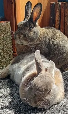 Two rabbits lay together
