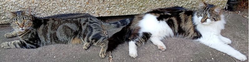 Twp cats lay together
