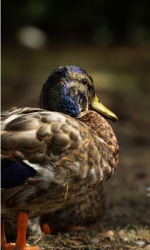 Close up of a Duck