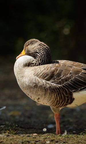 University goose