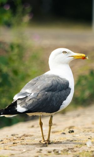 Seagull