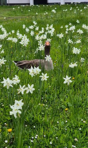 Goose in the long grass on campus