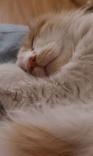 Cat lay down