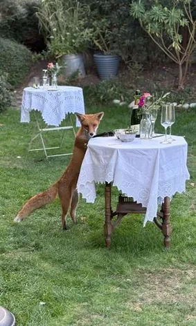 Fox