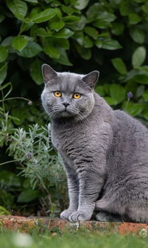 A grey cat