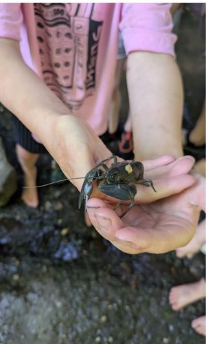 Crayfish