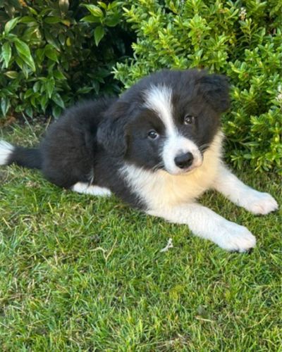 Puppy lying in the grass