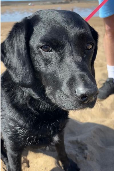 Black dog sat on the beach