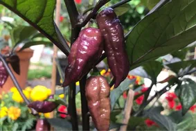 Chillis