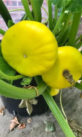 Veg