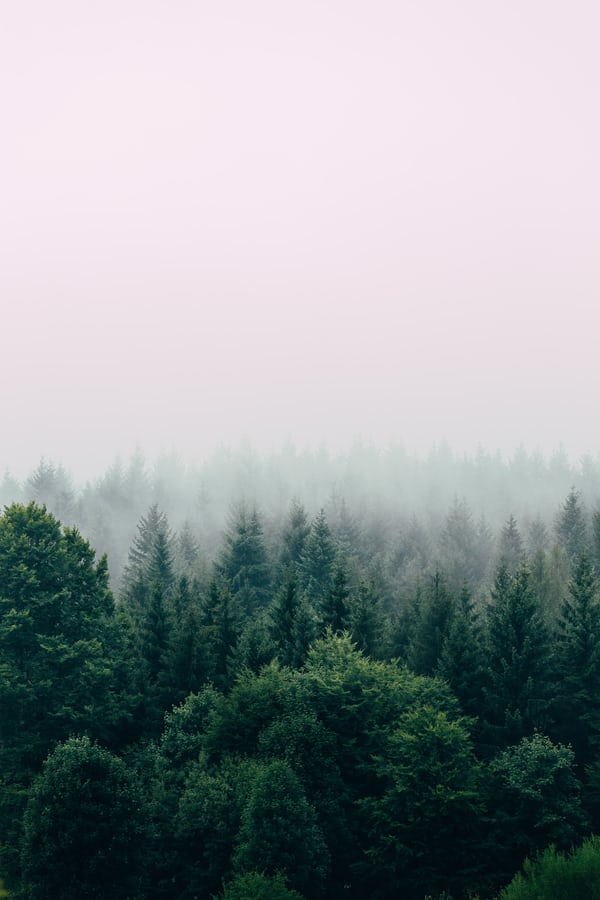 Aerial view of a misty forest; retrieved from Unsplash: https://unsplash.com/photos/QsWG0kjPQRY