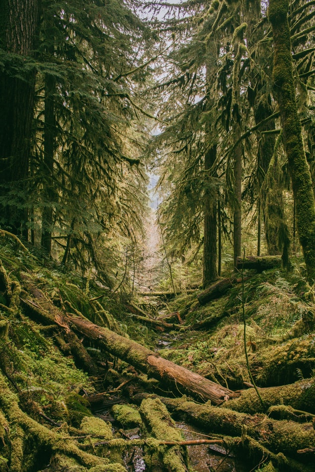 Image of a mossy forest; retrieved from Unsplash: https://unsplash.com/photos/P3DxOe-OJGA